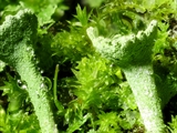 Cladonia fimbriata (Trompeten-Becherflechte) mit Mnium hornum (Schwanenhals-Sternmoos) und Dicranum scoparium (Besenförmiges Gabelzahnmoos)